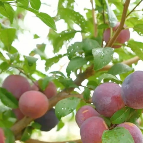 Referendumul din 20 octombrie 2024: Cetățenii Moldovei decid viitorul european