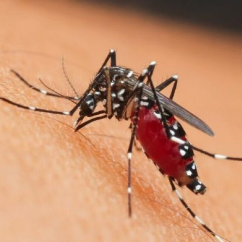 INSP anunță 73 de cazuri de infectare cu virusul West Nile