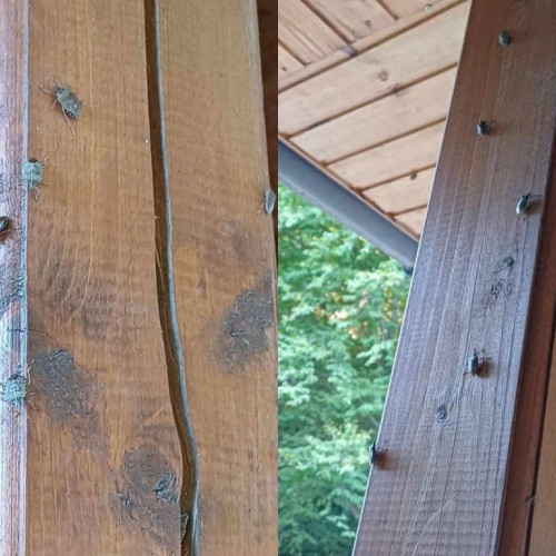 Cetățenii din Alba Iulia se plâng de invazia plosnițelor cerealelor