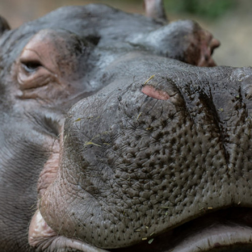 Cinci hipopotami au murit în urma secetei severe din Namibia