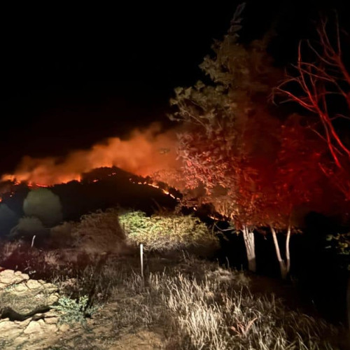 Incendiu la o pădure de pini în comuna Vintu de Jos