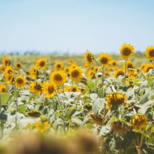 Strategia Grains scade estimările privind recolta de semințe de floarea-soarelui în Uniunea Europeană