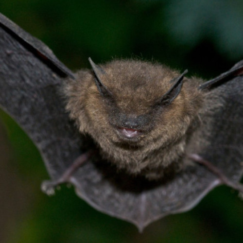 Un bărbat din Minnesota a murit de rabie după contactul cu un liliac