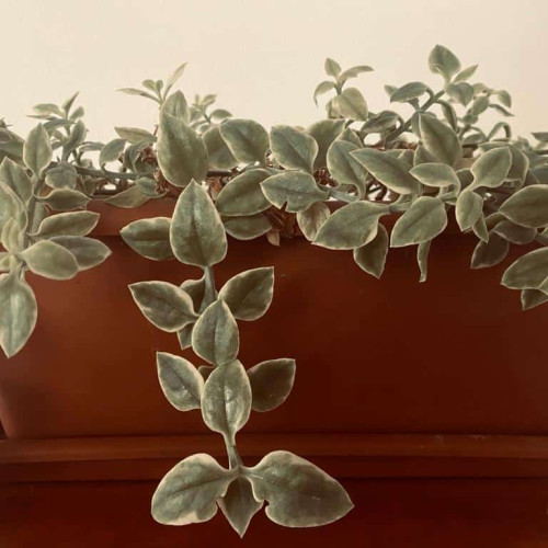 Dispute între vecine: O femeie din Alba Iulia distruge flori în curtea unei vecine