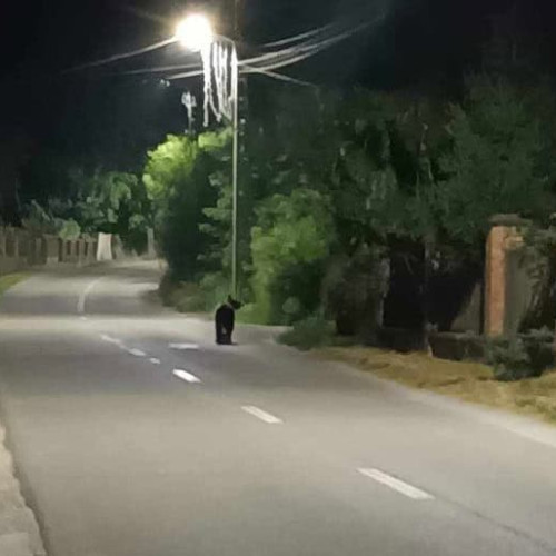 Urs pe străzile din Aiud