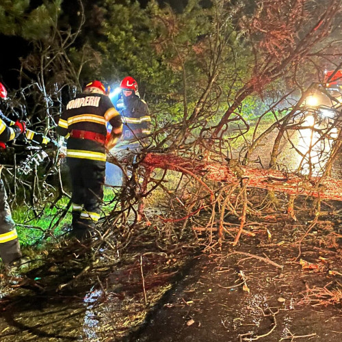 Două drumuri blocate în Botoșani din cauza copacilor doborâți de vânt