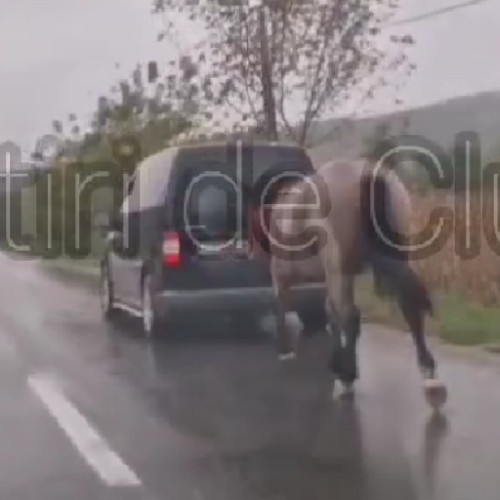 Cruceție împotriva animalelor surprinsă pe un drum din Cluj