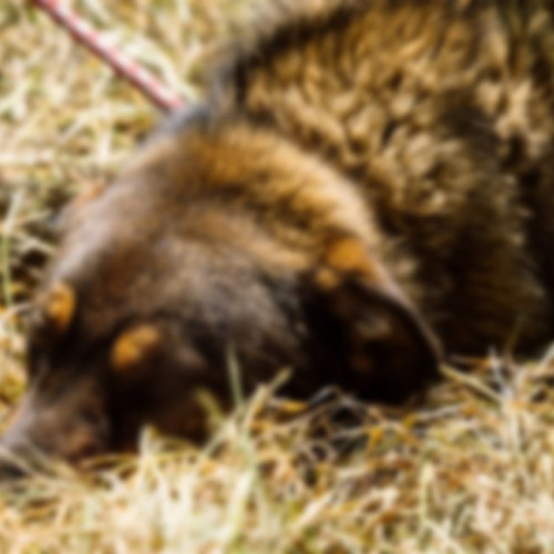 ONG-uri din România cer prim-ministrului să protejeze animalele legate