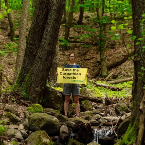 Greenpeace lansează o campanie pentru protejarea Carpaților