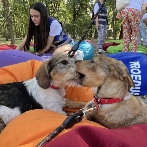 Un nou târg de adopții pentru câini și pisici la Muzeul Antipa
