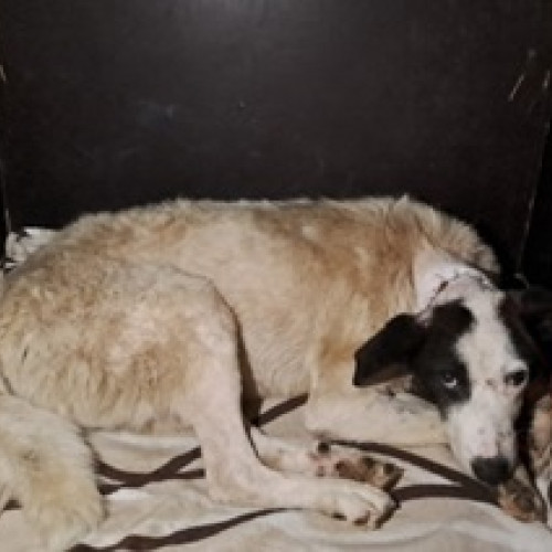 Poliția pentru Protecția Animalelor intervine în cazuri de abuz