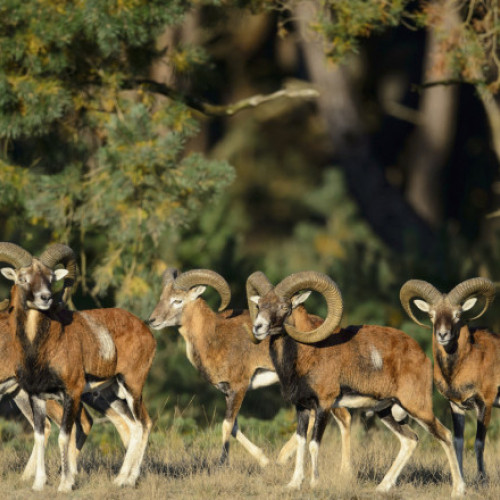 Fermier american condamnat pentru crearea de hibrizi ilegali de mufloni uriași