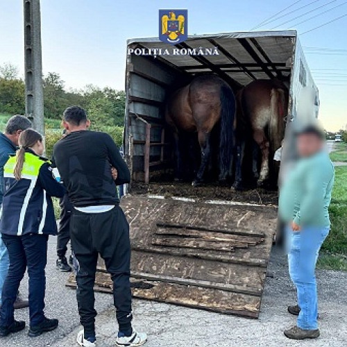 Acțiune a poliției pentru protecția animalelor în localitatea Beltiug