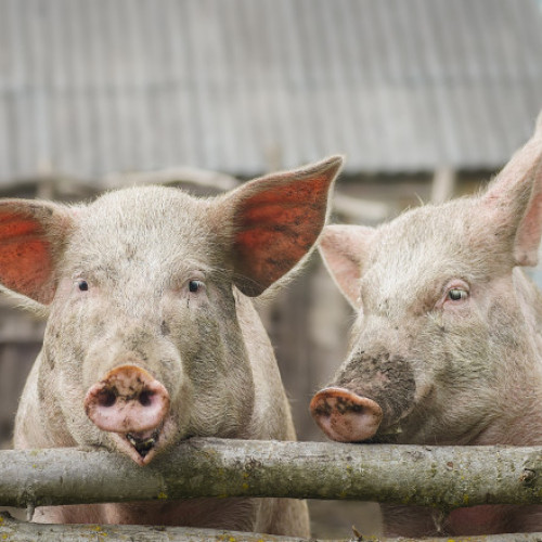 Cazul a două femei de culoare ucise în Africa de Sud provoacă indignare