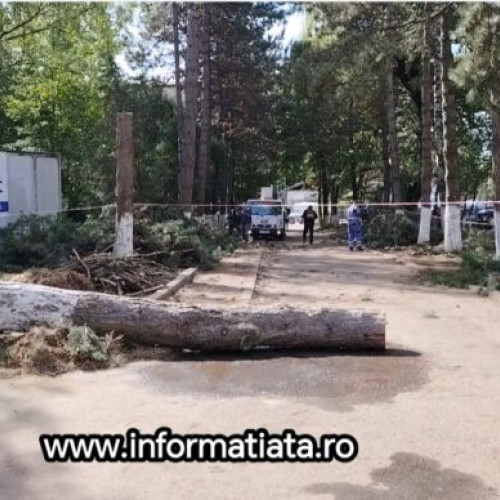 Angajată de la Protecția Copilului Suceava, rănită grav după ce un copac a căzut peste ea