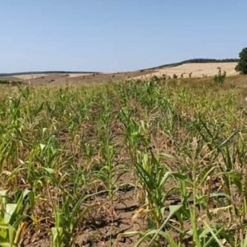 Guvernul aproba despagubirile pentru fermierii afectati de seceta