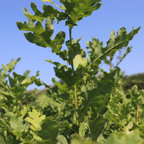 Ministerul Mediului semnează contracte pentru protejarea parcurilor naturale