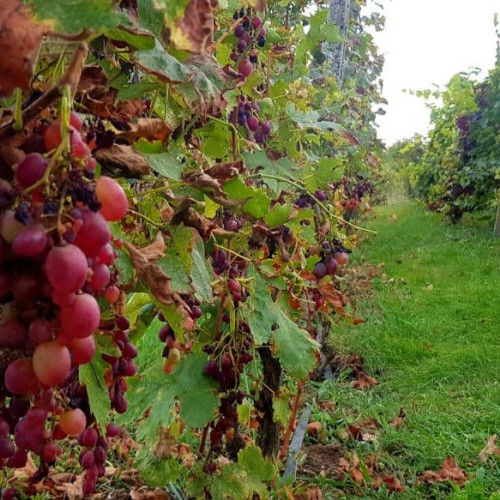 Trei bărbați din Jidvei, dosar penal pentru furtul de struguri