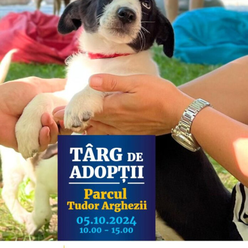 Târg de adopții de câini la Primăria Municipiului București