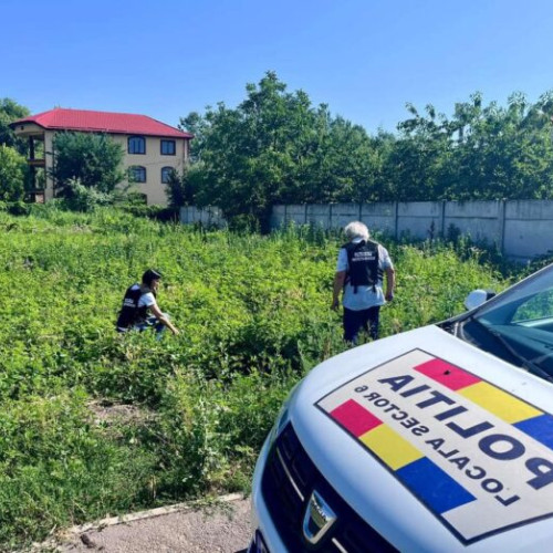 Amenzi pentru proprietarii de terenuri neîngrijite din Sectorul 6