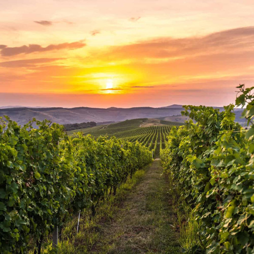 Sărbătoarea gastronomiei și vinului românesc, celebrată în prima duminică a lunii octombrie