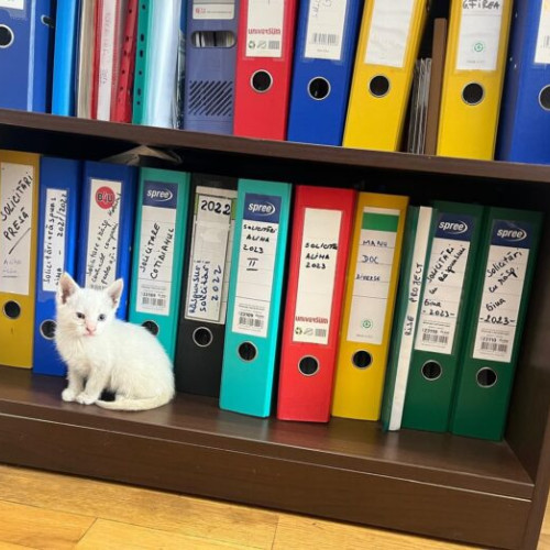 Accesul animalelor de companie în Primăria Municipiului București, reglementat printr-un nou proiect