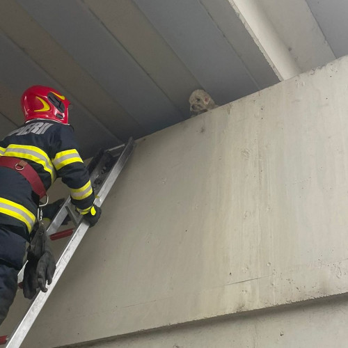Salvare eroică: un cățelus a fost scos de pompieri de sub traversele unui pod