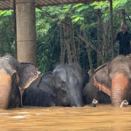 Doi elefanți au murit în urma inundațiilor din Chiang Mai