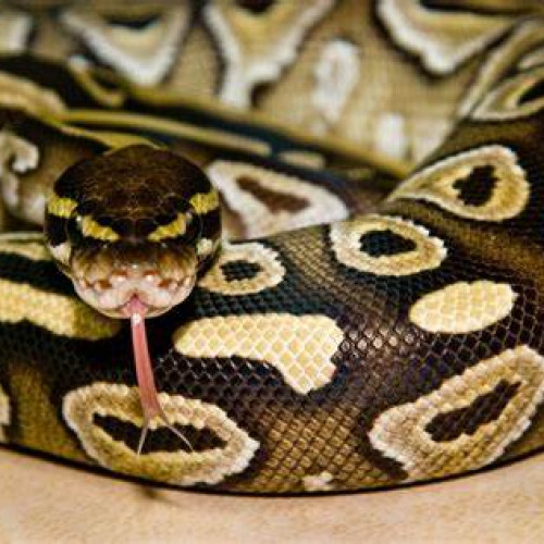 Soluții inedite pentru reducerea consumului de carne: carnea de piton câștigă teren în SUA