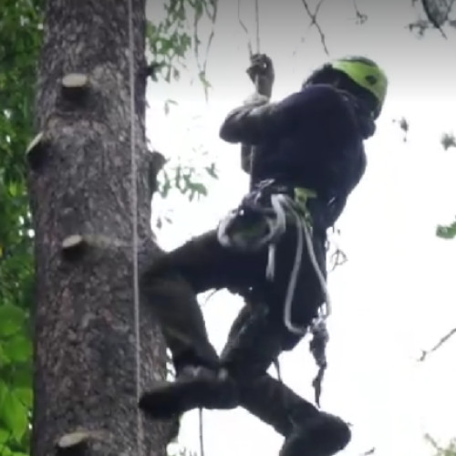 Meseria de arborist câștigă popularitate în România