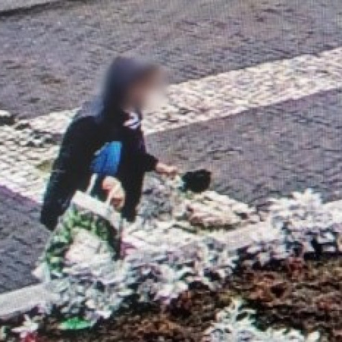 Femeie din Botoșani amendată pentru smulgerea florilor din aranjamente stradale