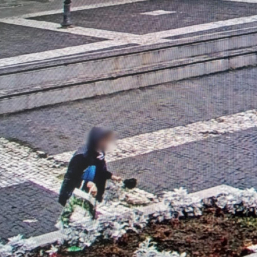 O botosaneancă amendată după ce a smuls flori din aranjamentele stradale