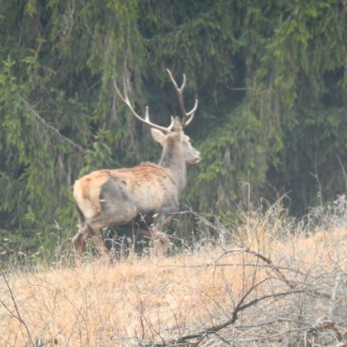Identificarea unui suspect de braconaj în Vrancea