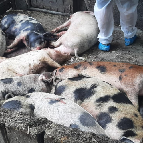 Două focare de pestă porcină identificate în județul Botoșani