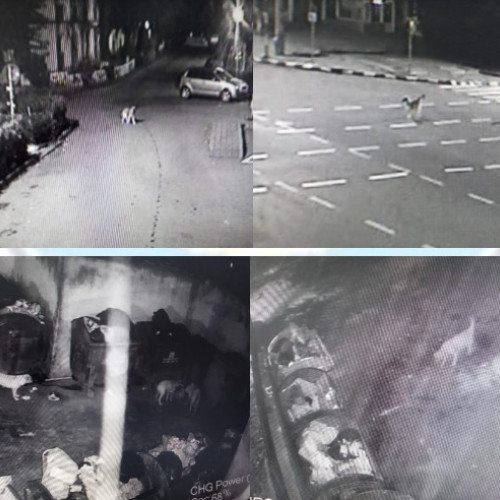 Poliția locală intervine pentru gestionarea câinilor fără stăpân