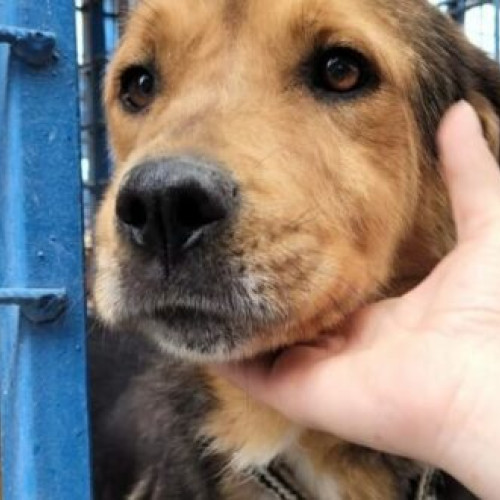 Primăria Vaslui organizează o nouă ediție a Târgului de adopții pentru câinii fără stăpân