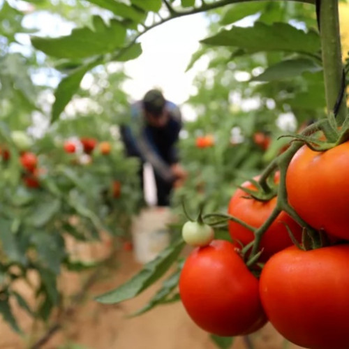Fermierii din programul "Tomata" vor primi o nouă transă de bani