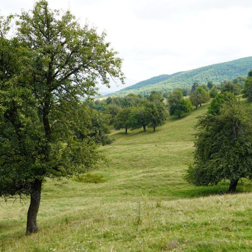 Clubul Lions Bistrița propune un proiect pentru conservarea livezii traditionale cu peri seculari