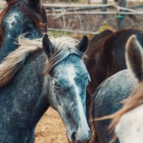 Doi bărbați reținuți în urma unui furt în Vaslui