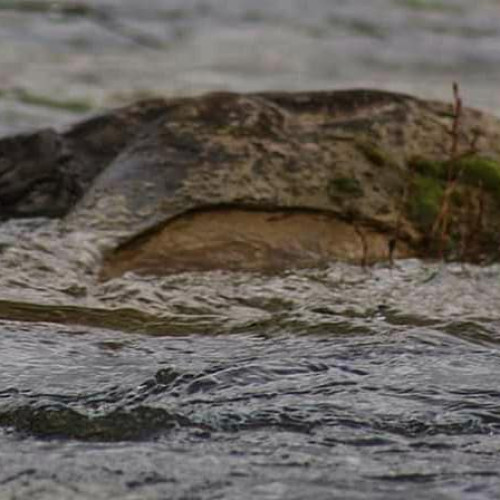 Trovantii, pietrele vii din județul Botoșani, atrag atenția turiștilor