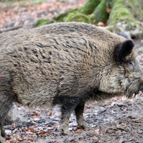 Creșterea braconajului în județul Botoșani alarmantă