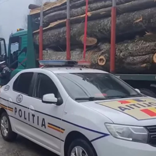 Tânăr sancționat pentru transport ilegal de material lemnos în comuna Hilișeu Horia