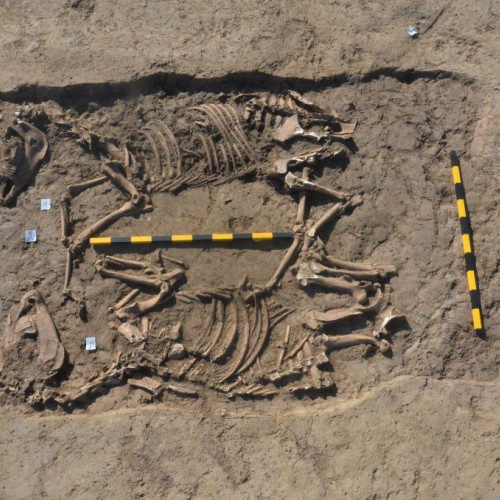 Descoperire arheologică: schelete de cai vechi de 3.000 de ani, găsite lângă Sfântu Gheorghe