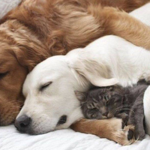 Campanie de sterilizări gratuite pentru câini și pisici la Găești