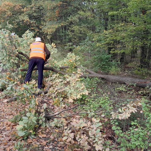 Copac doborât de vânt pe un drum național din județul Botoșani