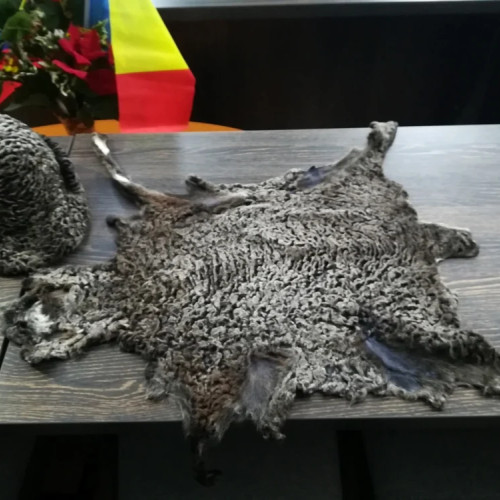 România, lider european în creșterea oilor și caprelor, cu o cercetare de excelență în Botoșani