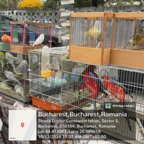 Salvarea a 70 de păsări protejate în Sectorul 5