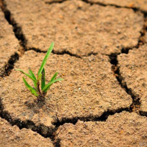 Guvernul aprobă o schemă de ajutor de stat pentru fermierii afectați de secetă