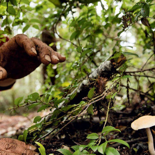 Creștere alarmantă a intoxicațiilor cu ciuperci în Dâmbovița