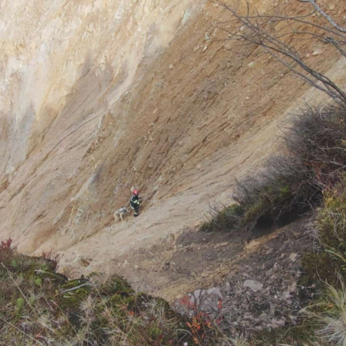 Un câine salvat după o cădere de peste 50 de metri în Apuseni